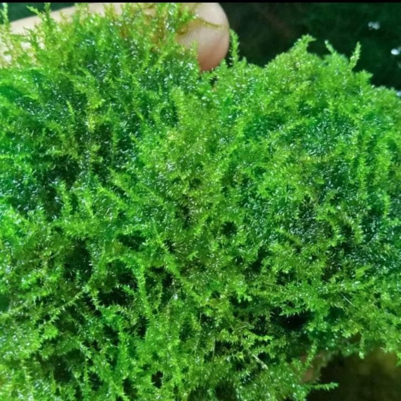 Moss Weeping Tropica Bahan