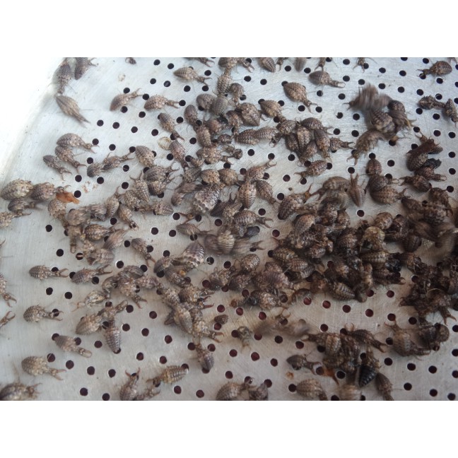 Undur Undur Obat Diabetes Masih Hidup Shopee Indonesia