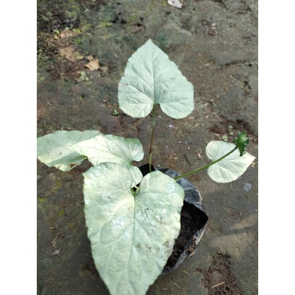 Tanaman Hias Tusuk Konde atau Dorstenia Contrajerva