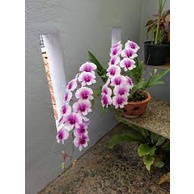 anggrek dendro mini