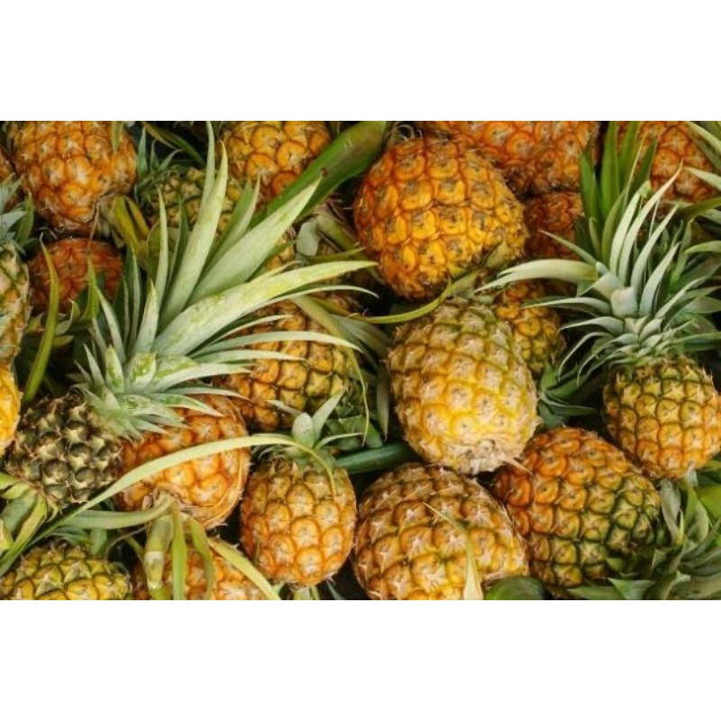 

buah nanas 1pcs