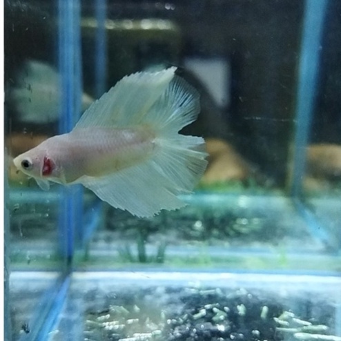 IKAN CUPANG BABY HALFMOON DOUBLE TAIL/HMDT WHITE PLATINUM/ HMDT WP SIZE BABY 100% REALPICT (KODE AJ5