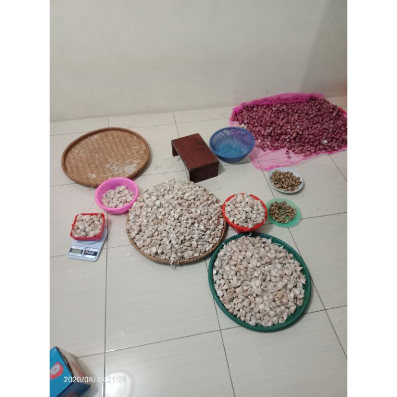 

Bawang putih kating