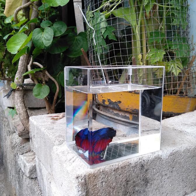 PERAWATAN HEWAN AQUARIUM MINI AKRILIK IKAN CUPANG PERLENGKAPAN HEWAN