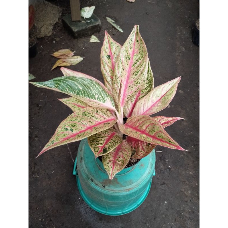 TANAMAN HIAS AGLONEMA LEGACY INDUKAN//LEGACY INDUK