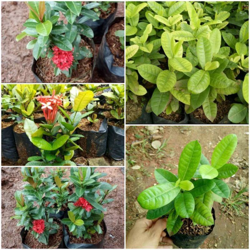 paket 20 tanaman hias soka pagar - tanaman hias pagar