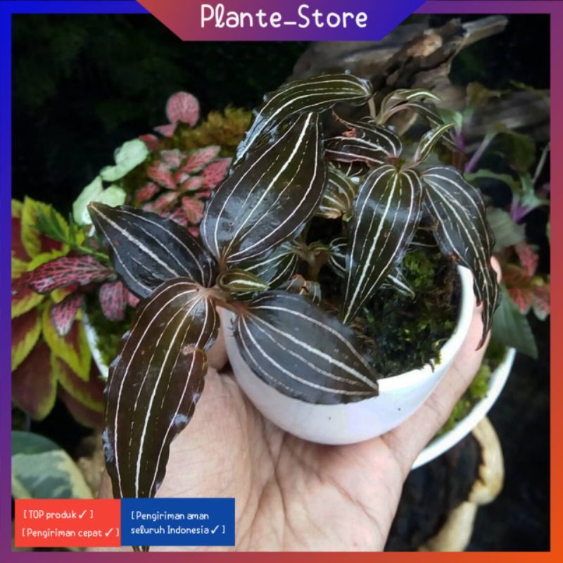 TANAMAN HIAS JAWEL ORCHID ANGGREK PERMATA L. DISCOLOR LUDISIA DISCOLOR TANAMAN UNIK