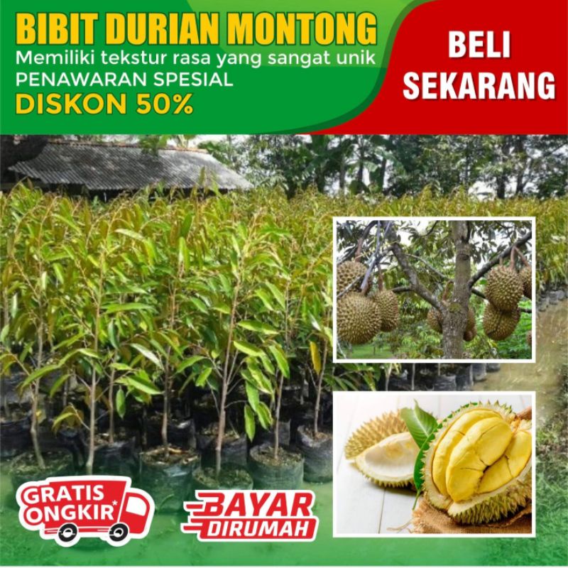 Bibit Durian Montong Super