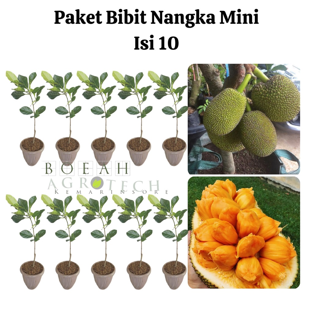 Paket Hemat Bibit Nangka Mini Okulasi Isi 10 Bonus Bibit Strawberry+Polibag