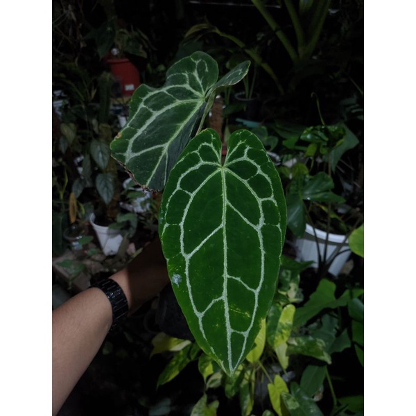 Anthurium Crystallinum Dark Form Narrow