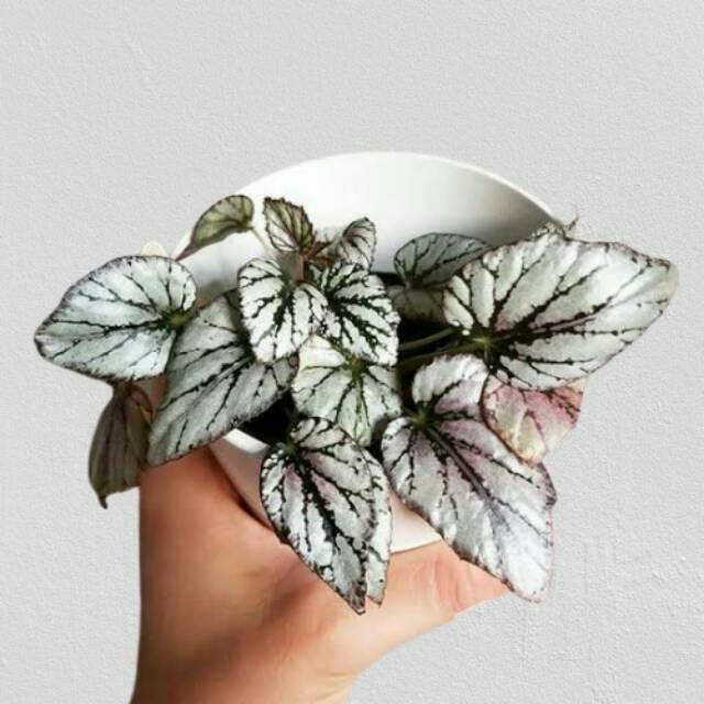 Tanaman Hias Bunga Begonia - Begonia Rex jolie silver - Daun Begonia Jolie silver