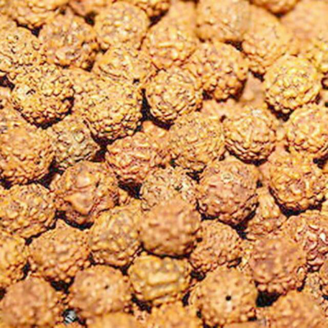 

Biji Rudraksha / ganitri 1kg