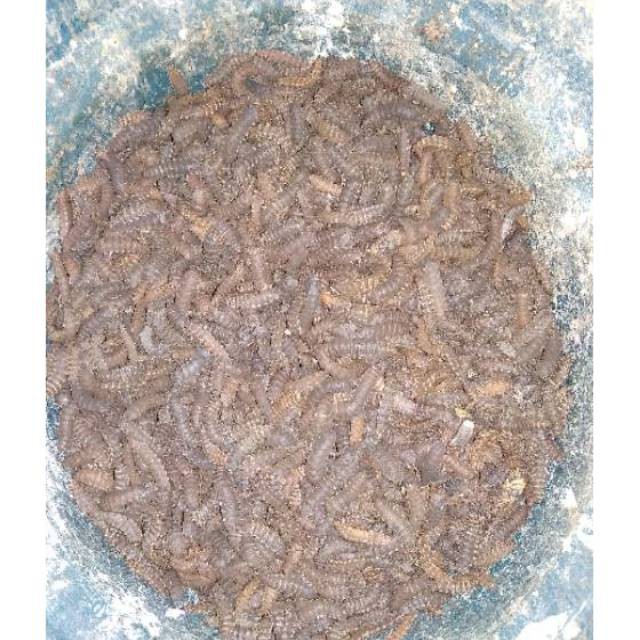 Prepupa bsf - pupa black soldier fly - pre pupa magot bsf