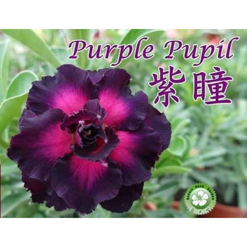 ADENIUM GRAFTING BUNGA TUMPUK / KAMBOJA JEPANG