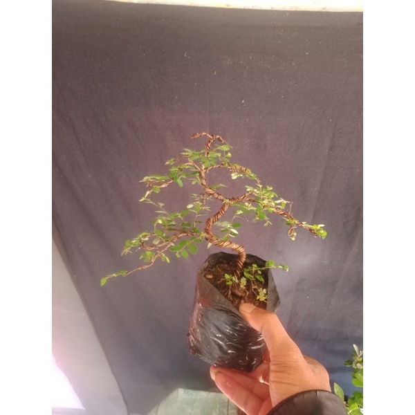 Gaardeen Ulmus Mikro Original (Super Mikro..) Bahan Bonsai Sudah Ada Bentuk Dasar Tinggal Melanjut