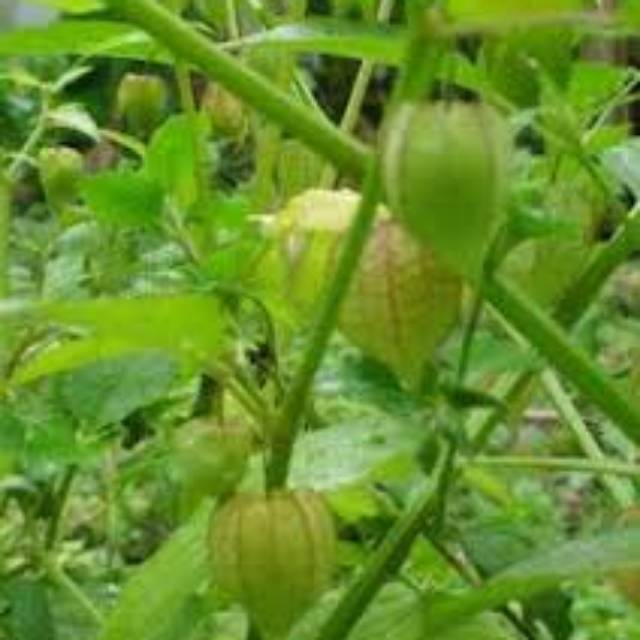 

Daun jeplukan tumbuhan alami