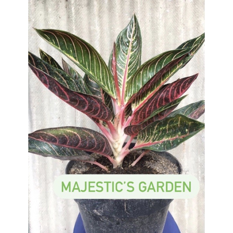 Pride of Sumatra - Red sumatra aglonema