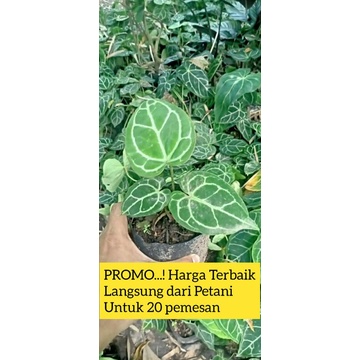 Unik Tanaman Hias Kuping Gajah