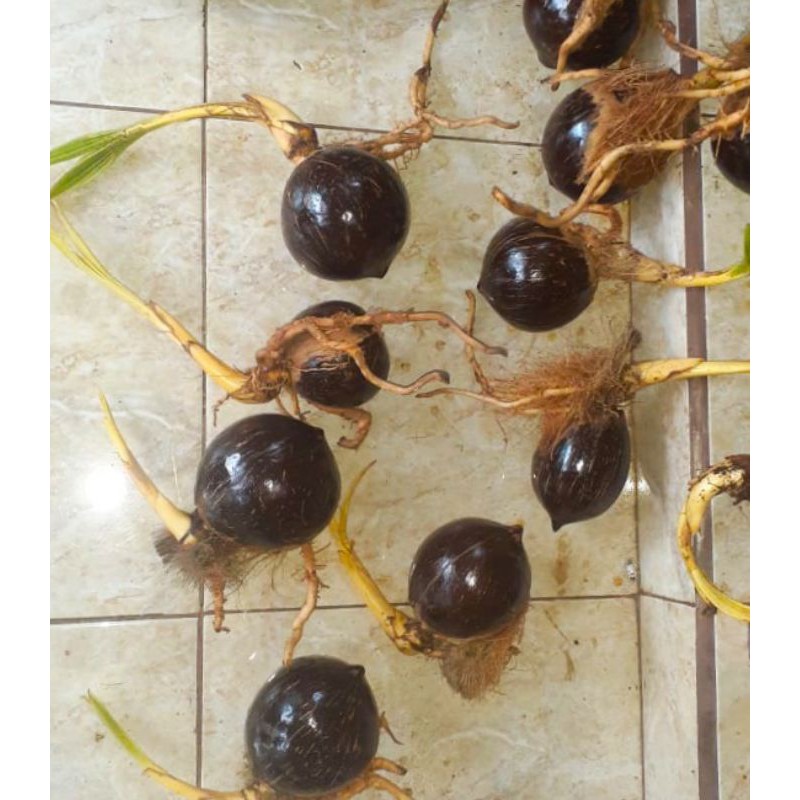 Bahan Bonsai kelapa gading