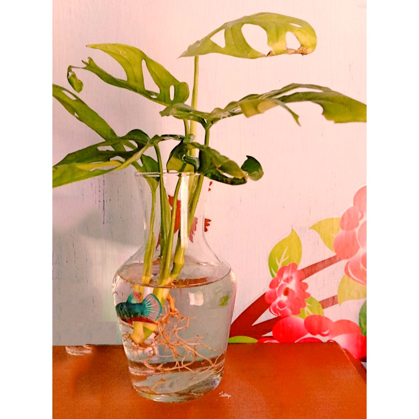 Aquarium Mini Ikan Cupang Akuarium Mini Hiasan Aquarium Bulat Aquascape Aquarium Kaca Kecil Ukuran 5