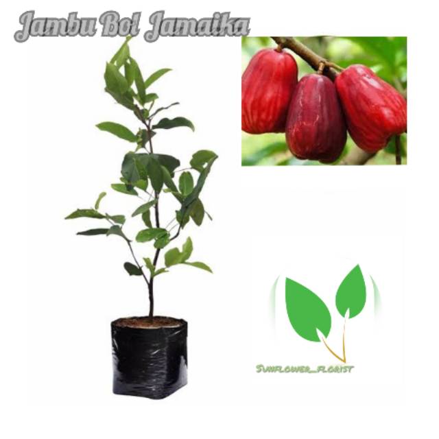 Bibit Buah Jambu Bol Jamaika / Jambu Darsono