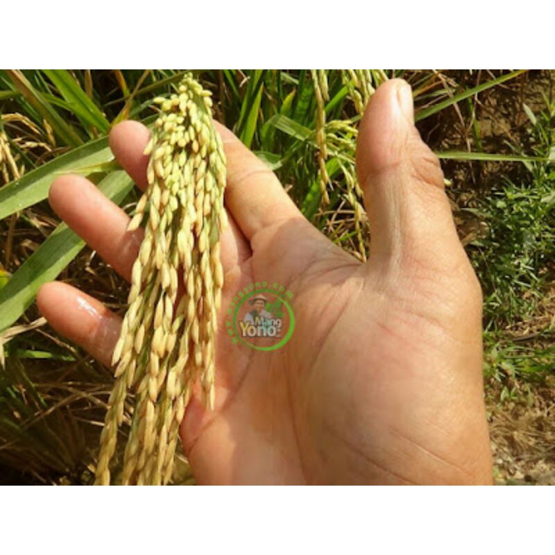 Padi CAKRABUANA04 (CB04) Umur 75 HST - 5 Kg