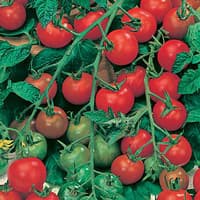 Benih Bibit Biji - Tomato (Cherry) Gardener's Delight Seeds - IMPORT