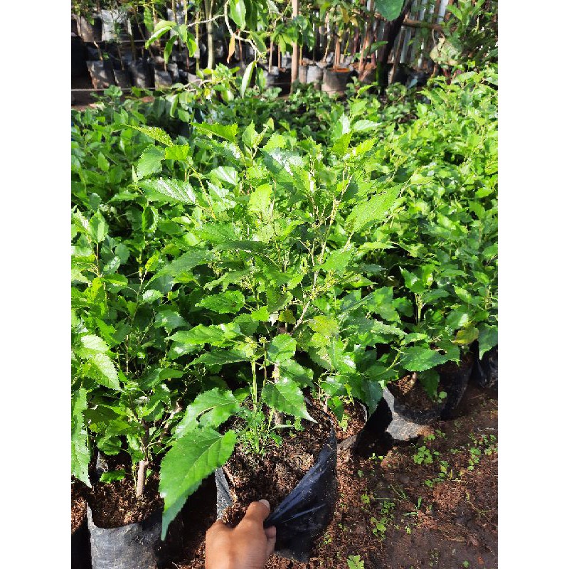Murbei  ( Morus alba L)Bibit Mullbery Murbey Kondisi rimbun Berbuah