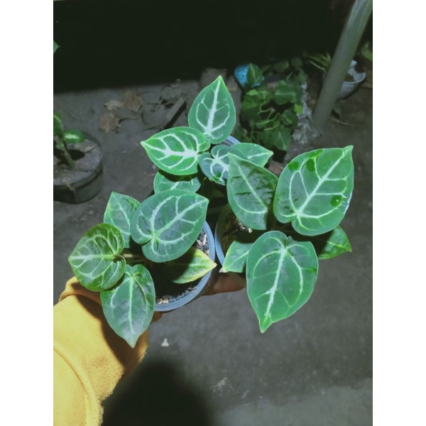 ID ANTHURIUM DORAYAKI - KUPING GAJAH DORAYAKI