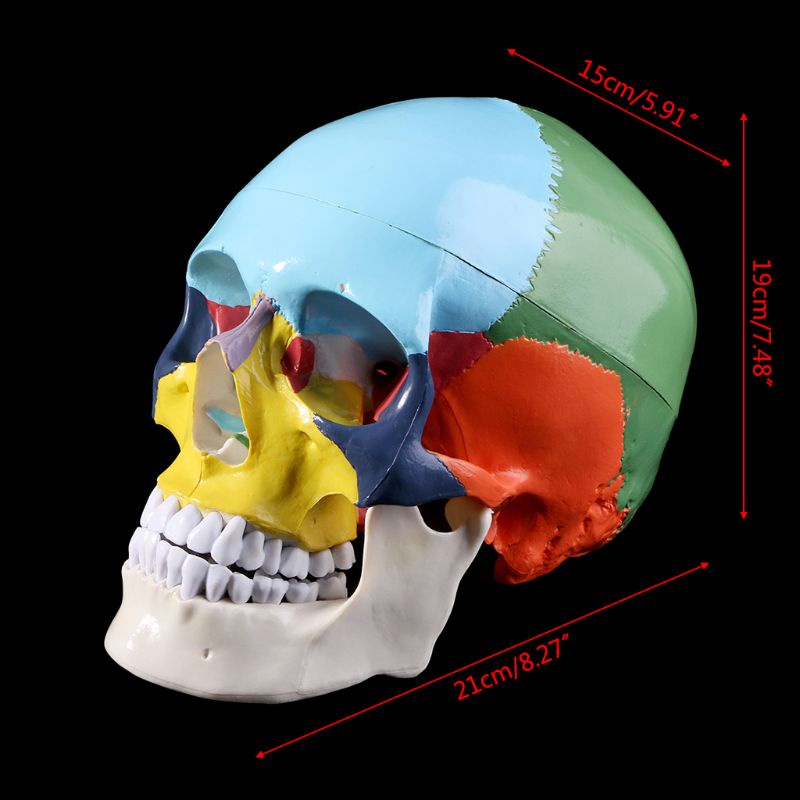 Mary Life Size Colorful Human Skull Model Anatomi Anatomi Anatomi Ngajar Medis Skeleto