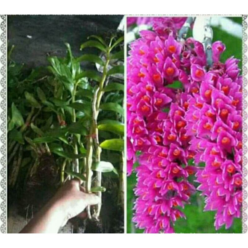 anggrek dendrobium scundum