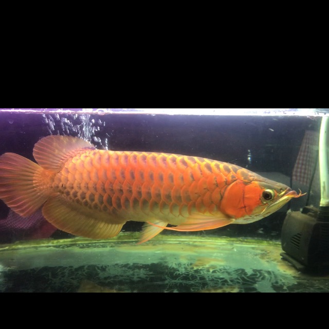 

Ikan arowana super red