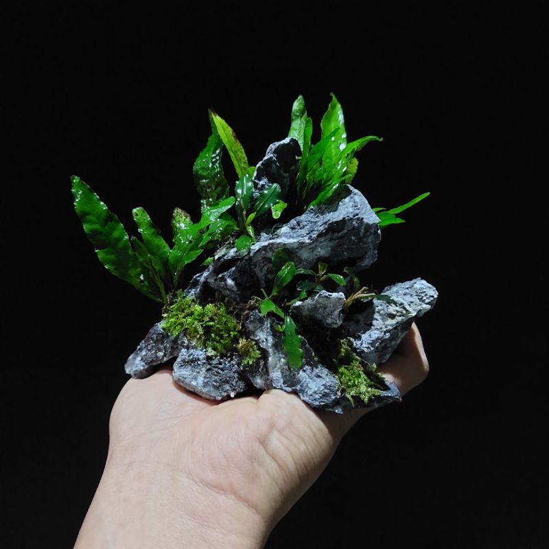Hardscape Batu Iwagumi atau Natural untuk Aquascape Mini