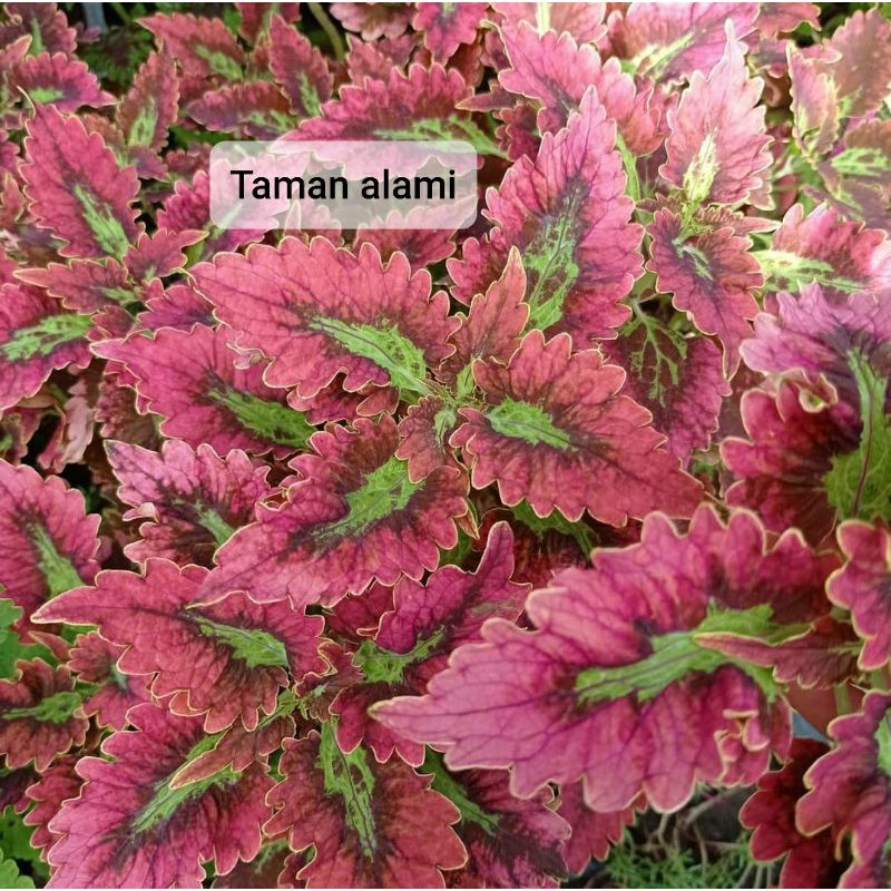 miana premium - tanaman hias miana premium