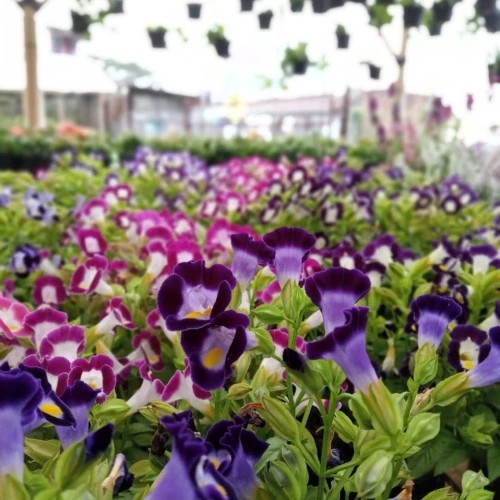 Tanaman Hias Mata Kucing - Torenia Fourneri - Sudah Berbunga