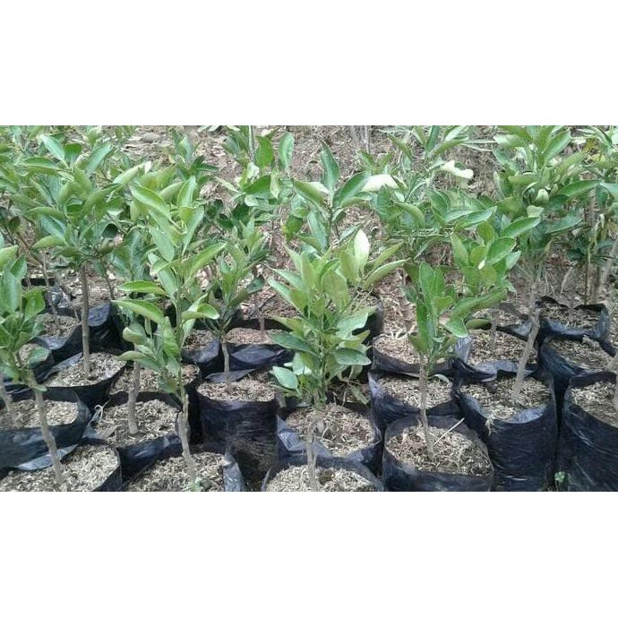 Sll Bibit Jeruk Buah Dekopon Jepang