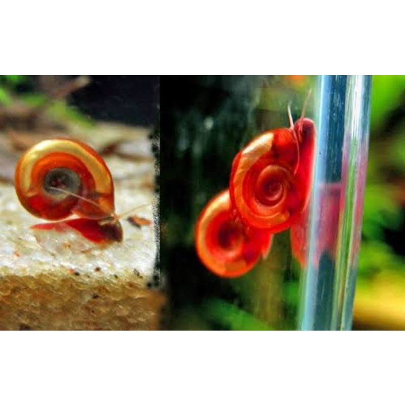 keong ramshorn keong merah pembersih alga