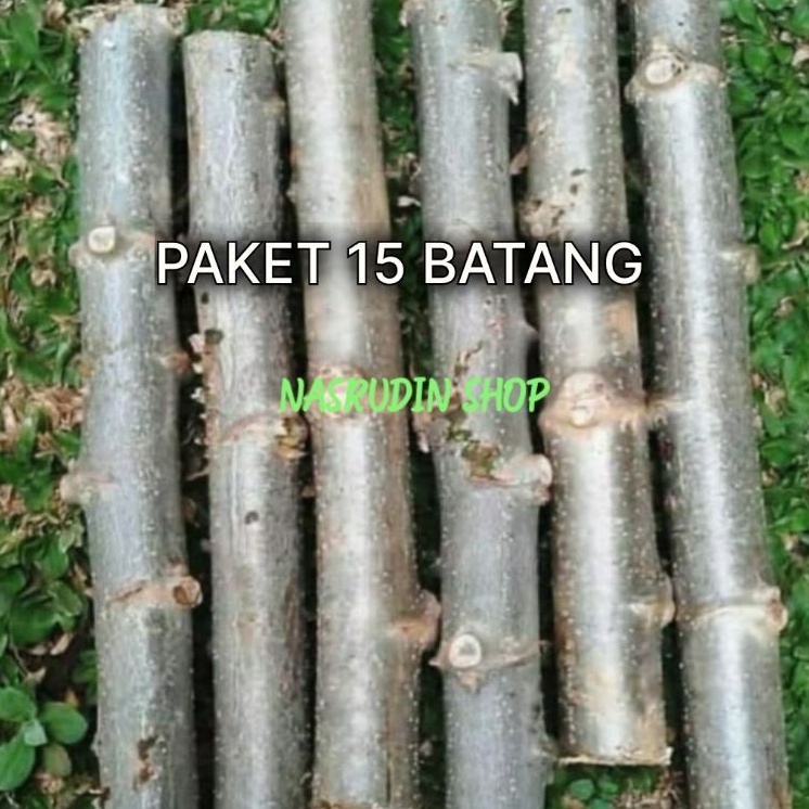

[Fresh] BIBIT SINGKONG KARET PAKET 15 BATANG / BIBIT SINGKONG KARET SIAP TANAM / BIBIT SINGKONG