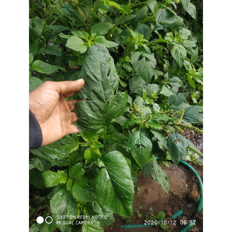 bibit bayam petik po