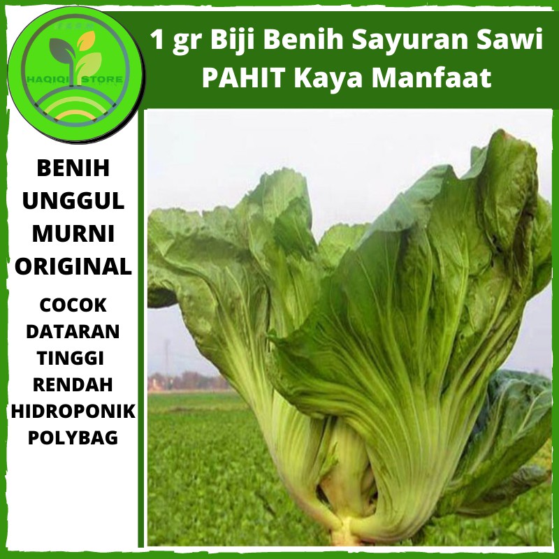 Benih Bibit Sayuran Sawi Pahit Sayur Hijau Hidroponik Benih Sawi Murah Bibit Tanaman Kebun Original