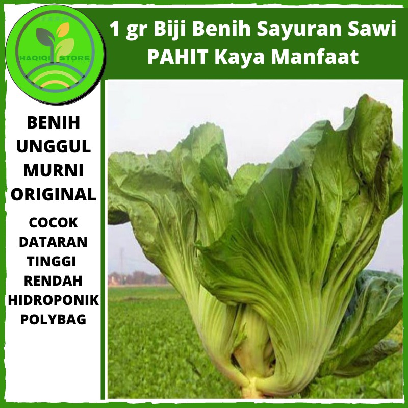 Jual Benih Bibit Sayuran Sawi Pahit Sayur Hijau Hidroponik Benih Sawi