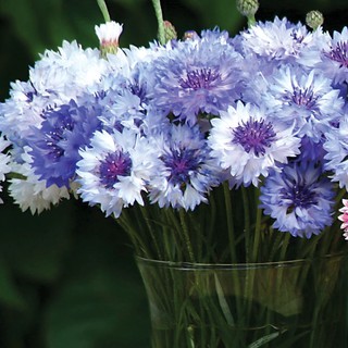 Jual Cornflower Classic Fantastic Mix Biji Benih Biji Bibit Tanaman