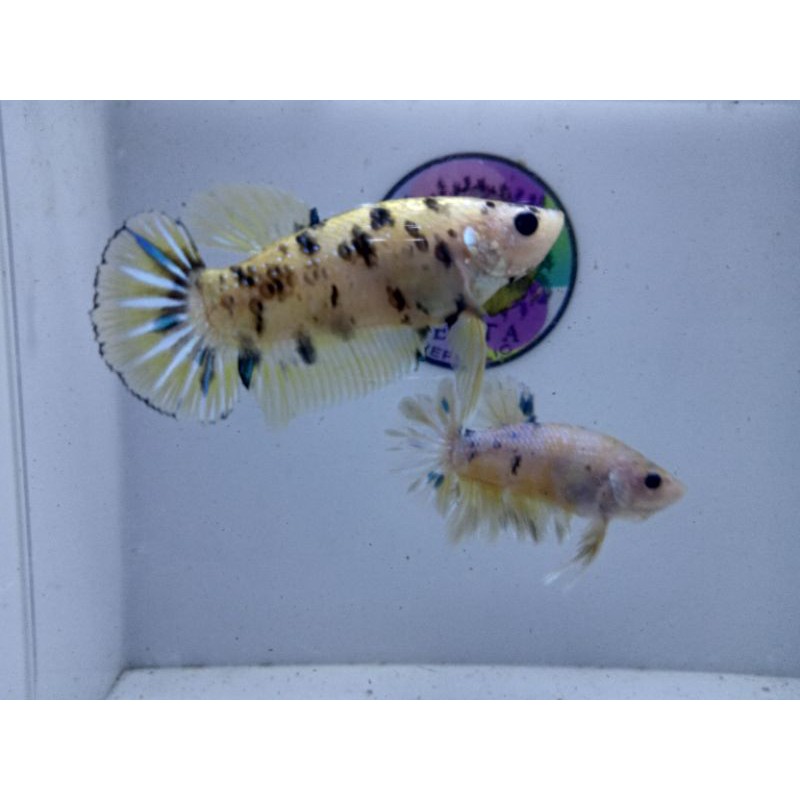 Cupang Yellow Marsupilami dan Cupang Yellow Fancy