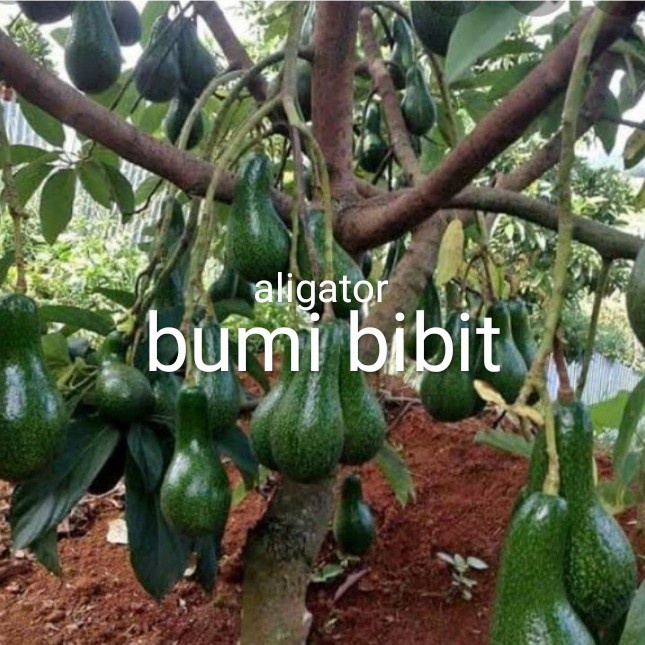 BIBIT ALPUKAT ALIGATOR SUPER