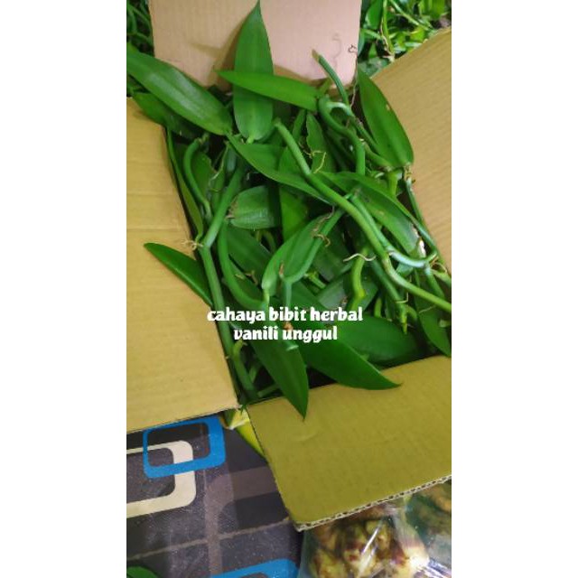 terbaru Bibit vanili 3 ruas 30cm cutting vanilla panili panila paneli vania 1 2 siap tanam kualitas