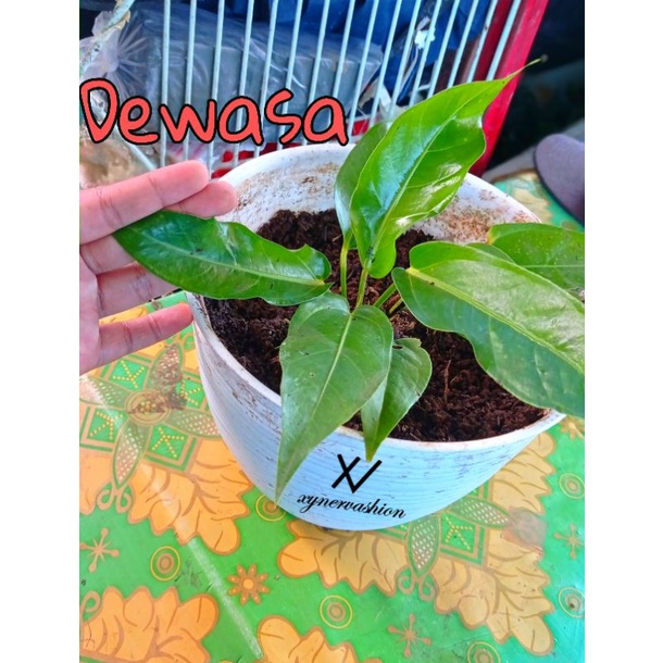 Anthurium Jemani Jaguar Hijau / Anthurium jemani Green