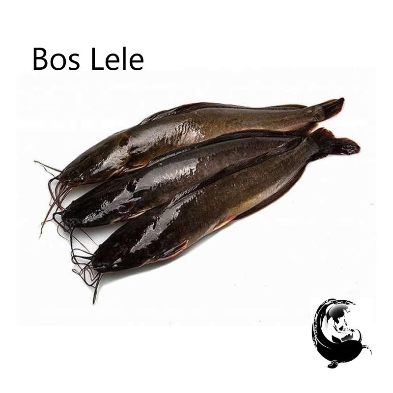 

Ikan Lele Segar / Lele Fresh