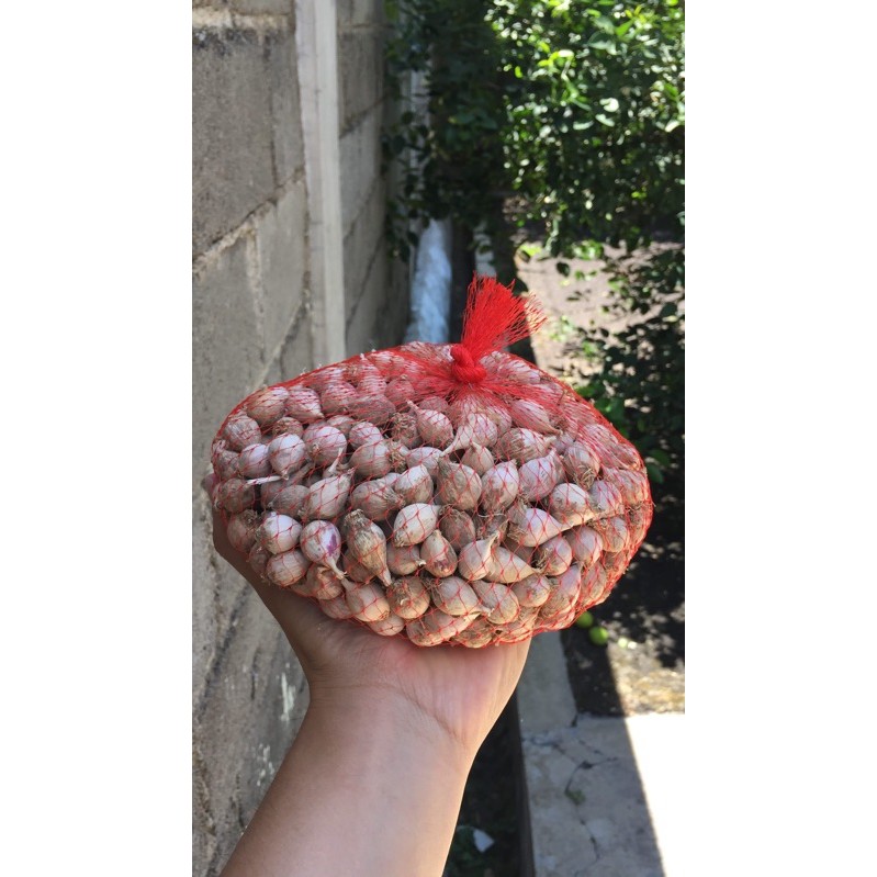 

Bawang Lanang (bawang putih tunggal)