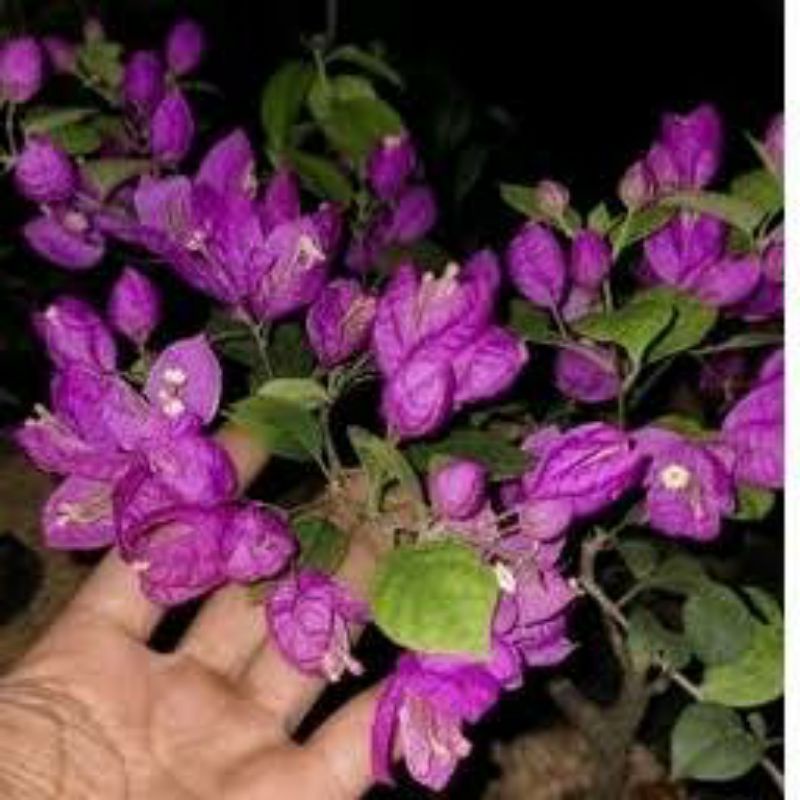 Bibit Tanaman Hias Bunga Kertas  Bougenville Impor Anggur Ungu Asli