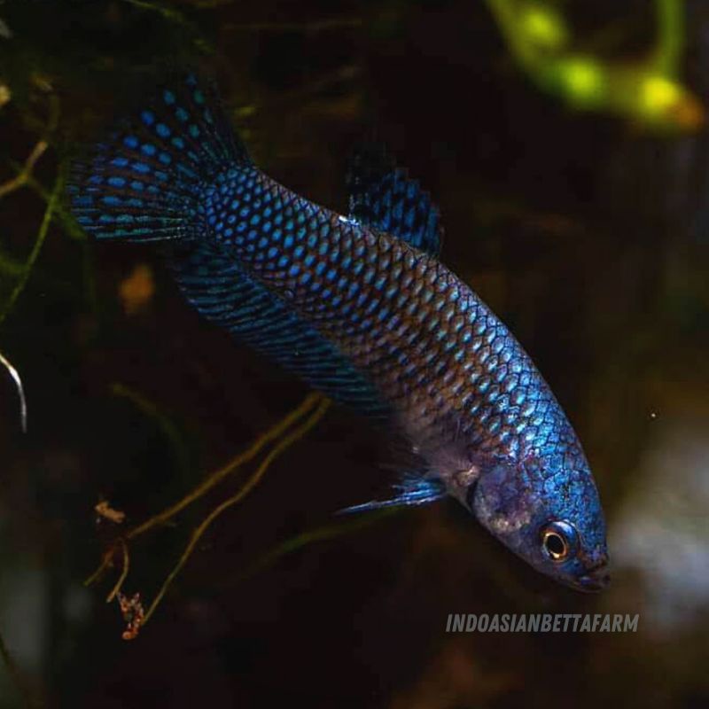 female wild betta alien blue - ikan cupang alam